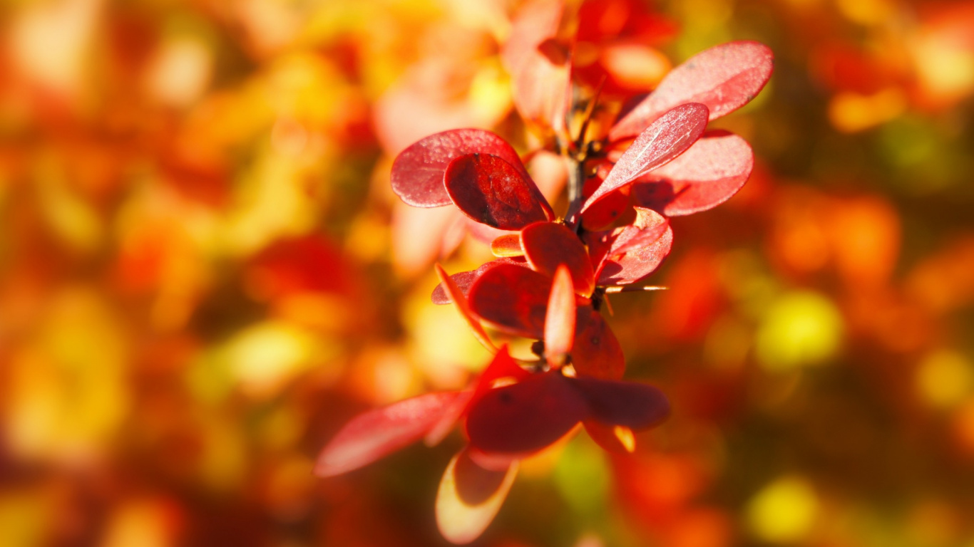 Feuilles Rouges et Jaunes Dans L'objectif à Basculement. Wallpaper in 1366x768 Resolution