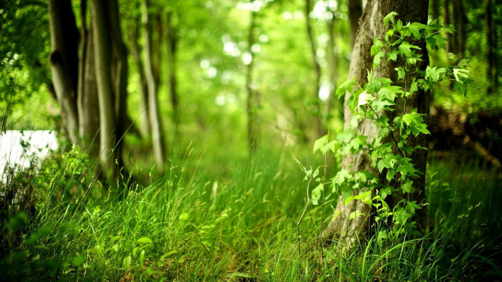 Herbe Verte et Tronc D'arbre Brun. Wallpaper in 1920x1080 Resolution