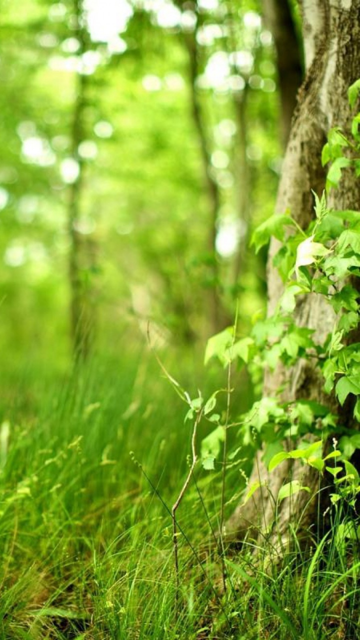 Download 720x1280 Wallpaper Herbe Verte et Tronc D'arbre Brun Herbe Verte et Tronc D'arbre Brun. Wallpaper in 720x1280 Resolution