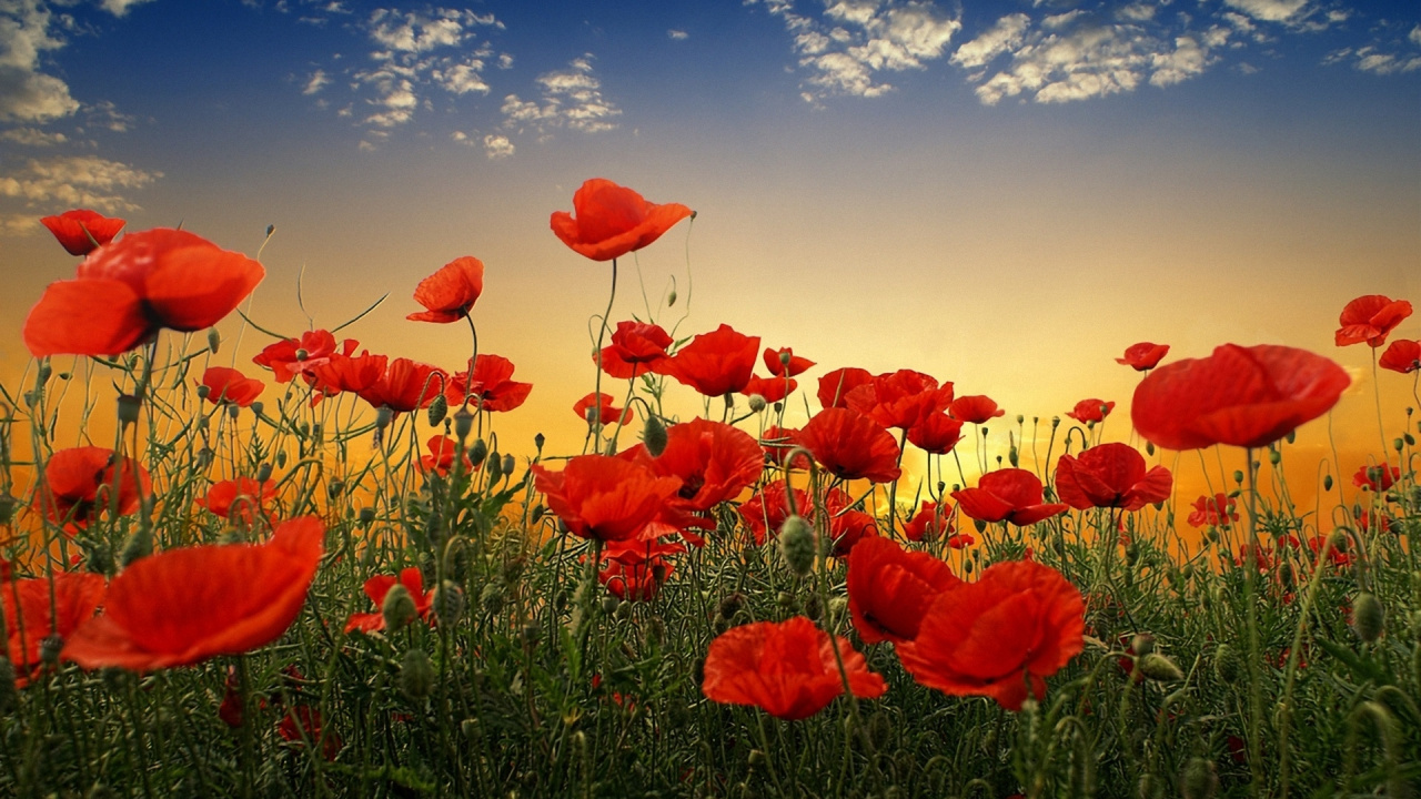 Red Flower Field Under Blue Sky During Daytime. Wallpaper in 1280x720 Resolution