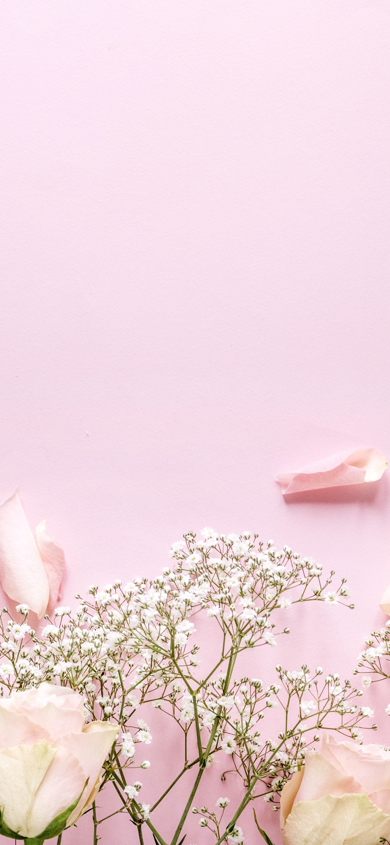 Fleurs Blanches et Roses Avec Des Feuilles Vertes. Wallpaper in 1242x2688 Resolution