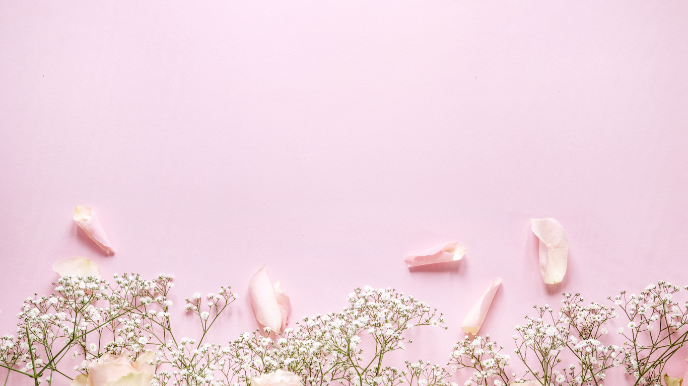 White and Pink Flowers With Green Leaves. Wallpaper in 1366x768 Resolution