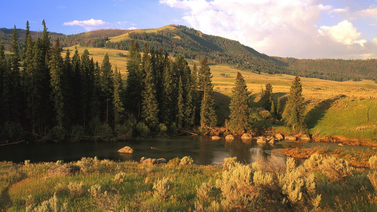 Green Trees Near Lake During Daytime. Wallpaper in 1280x720 Resolution