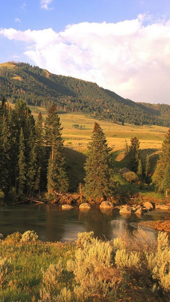 Green Trees Near Lake During Daytime. Wallpaper in 720x1280 Resolution