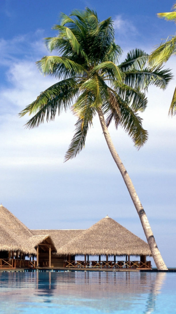 Casa de Playa de Madera Marrón Cerca de la Palmera Durante el Día. Wallpaper in 750x1334 Resolution
