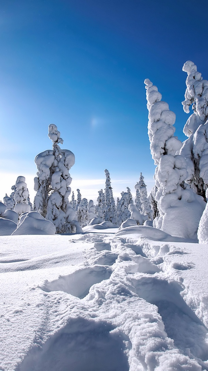 Snow Covered Trees Under Blue Sky During Daytime. Wallpaper in 720x1280 Resolution