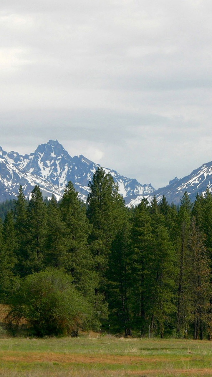 Green Pine Trees Near Snow Covered Mountain During Daytime. Wallpaper in 720x1280 Resolution
