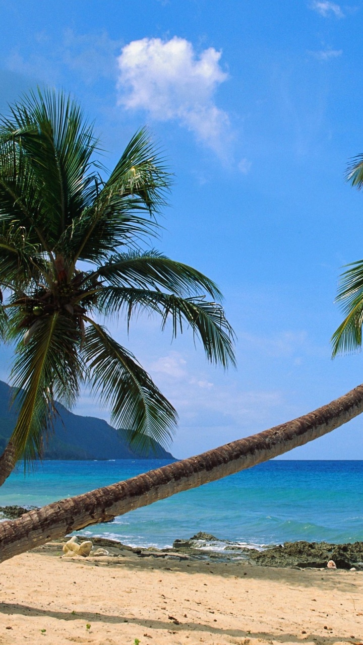 Palmera en la Orilla de la Playa Durante el Día. Wallpaper in 720x1280 Resolution