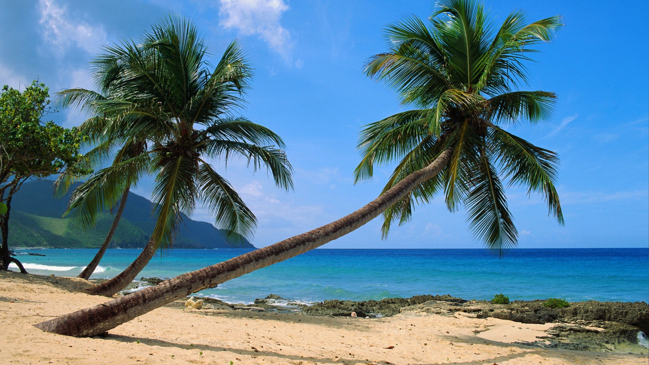 Palmier Sur le Rivage de la Plage Pendant la Journée. Wallpaper in 1280x720 Resolution