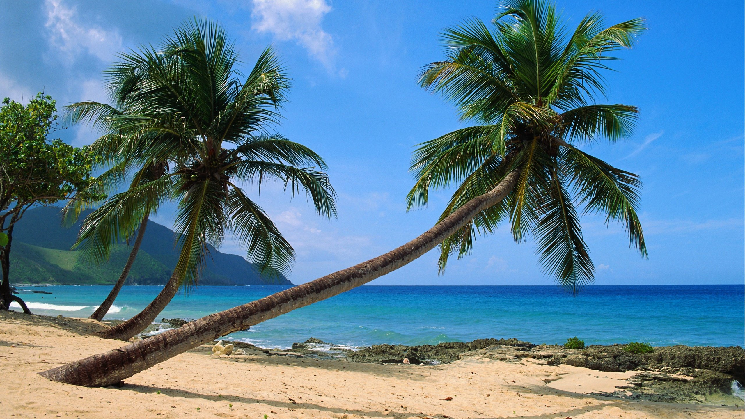 Palmier Sur le Rivage de la Plage Pendant la Journée. Wallpaper in 2560x1440 Resolution