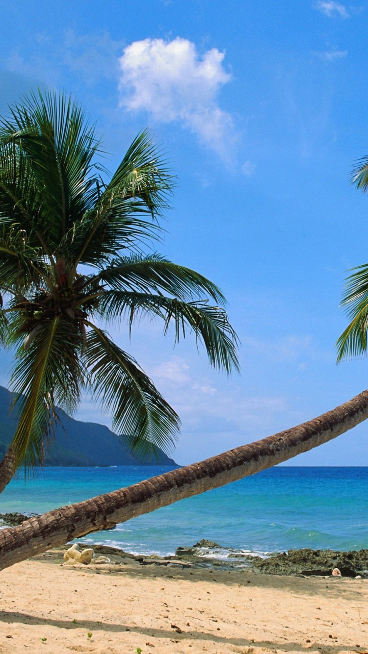 Palmier Sur le Rivage de la Plage Pendant la Journée. Wallpaper in 750x1334 Resolution