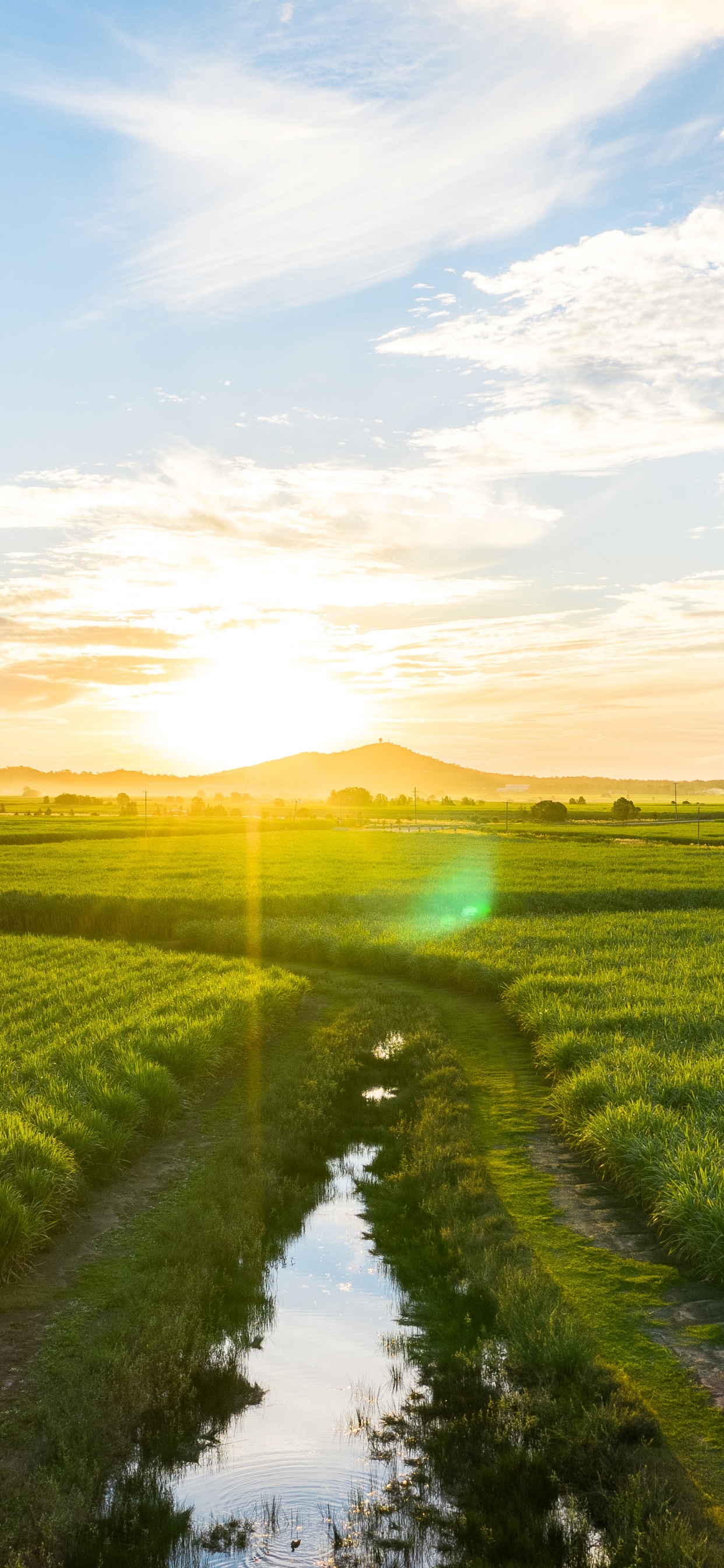 Naturlandschaft, Natur, Feld, Gr, Morgen. Wallpaper in 1242x2688 Resolution
