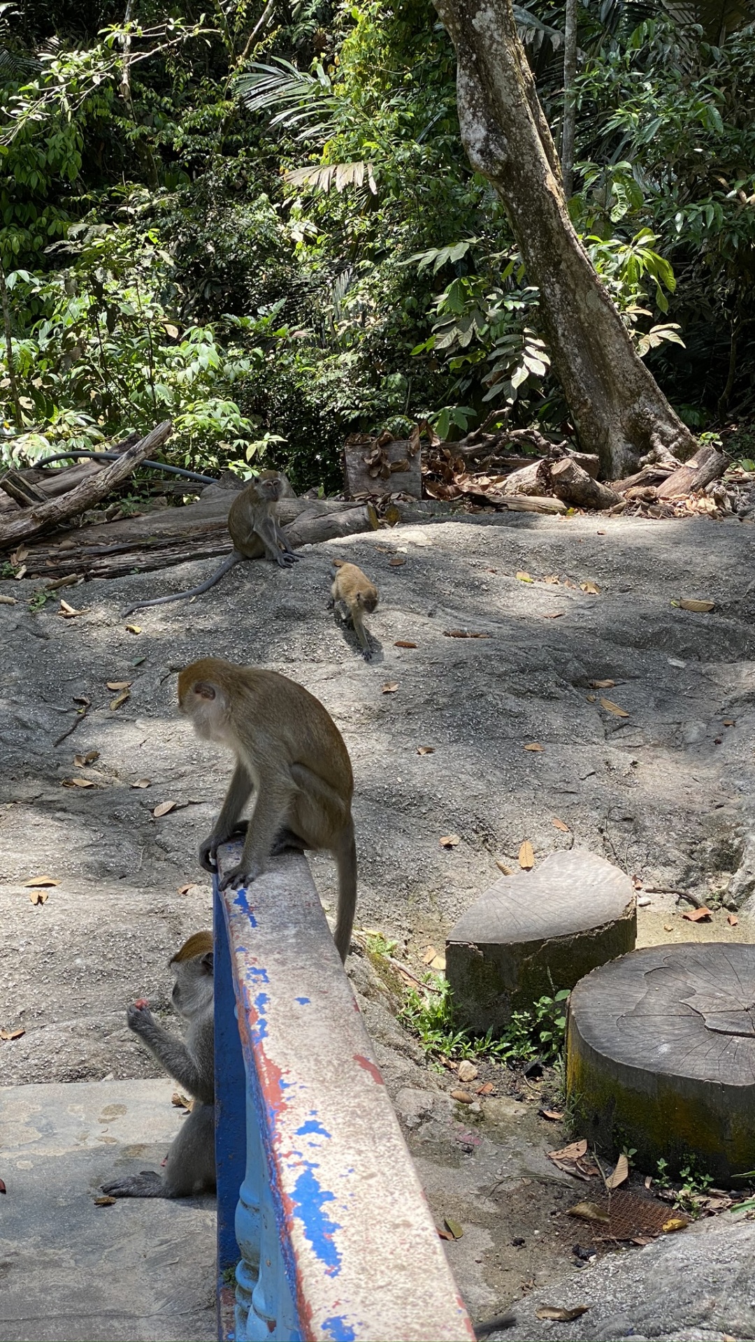 Macaque, Singes du Vieux Monde, Feuille, Adaptation, Pour Les Animaux Terrestres. Wallpaper in 1080x1920 Resolution