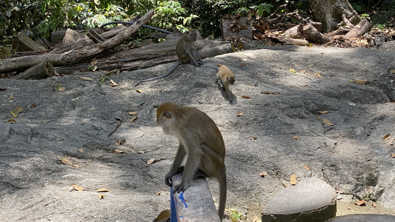 Macaque, Singes du Vieux Monde, Feuille, Adaptation, Pour Les Animaux Terrestres. Wallpaper in 1280x720 Resolution