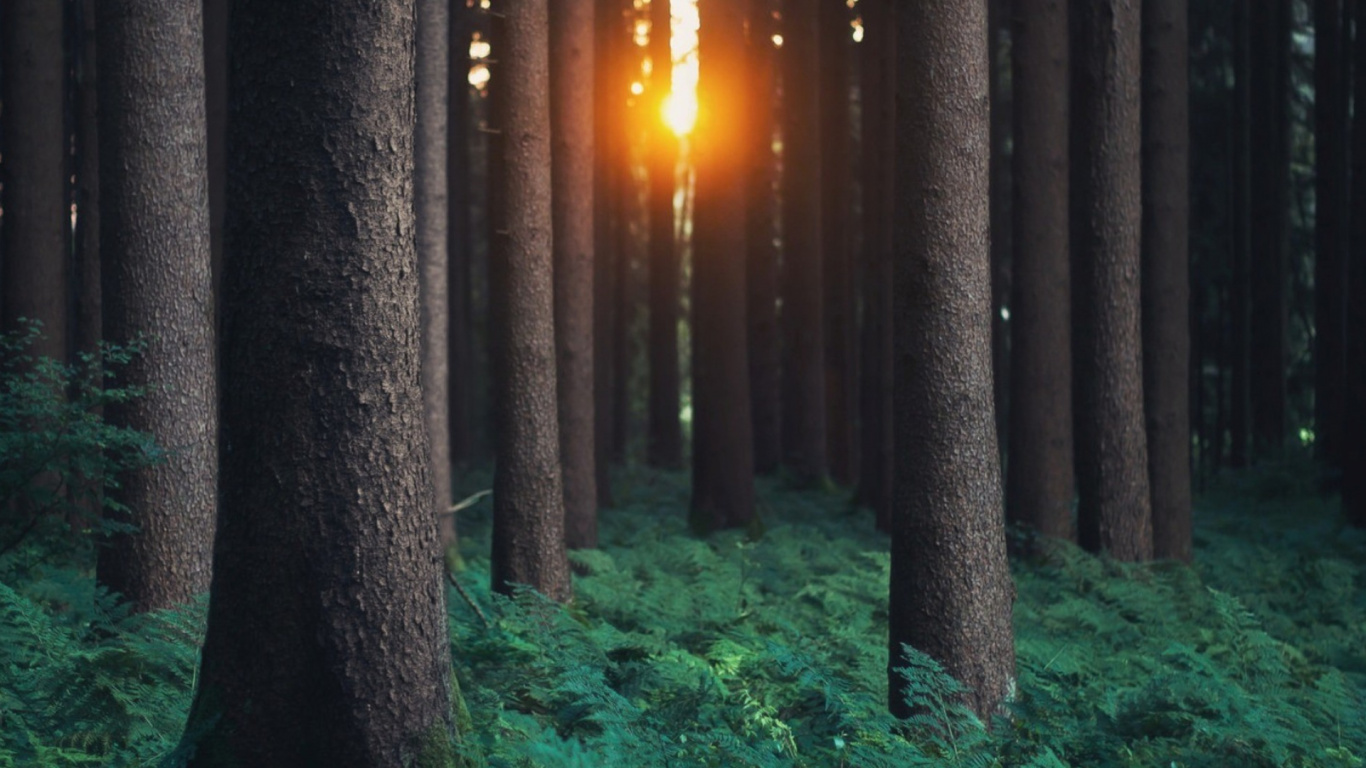 Mousse Verte Sur Tronc D'arbre Brun. Wallpaper in 1366x768 Resolution