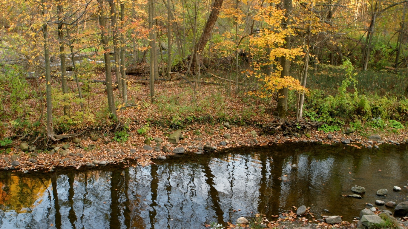 Brown Trees Beside River During Daytime. Wallpaper in 1366x768 Resolution