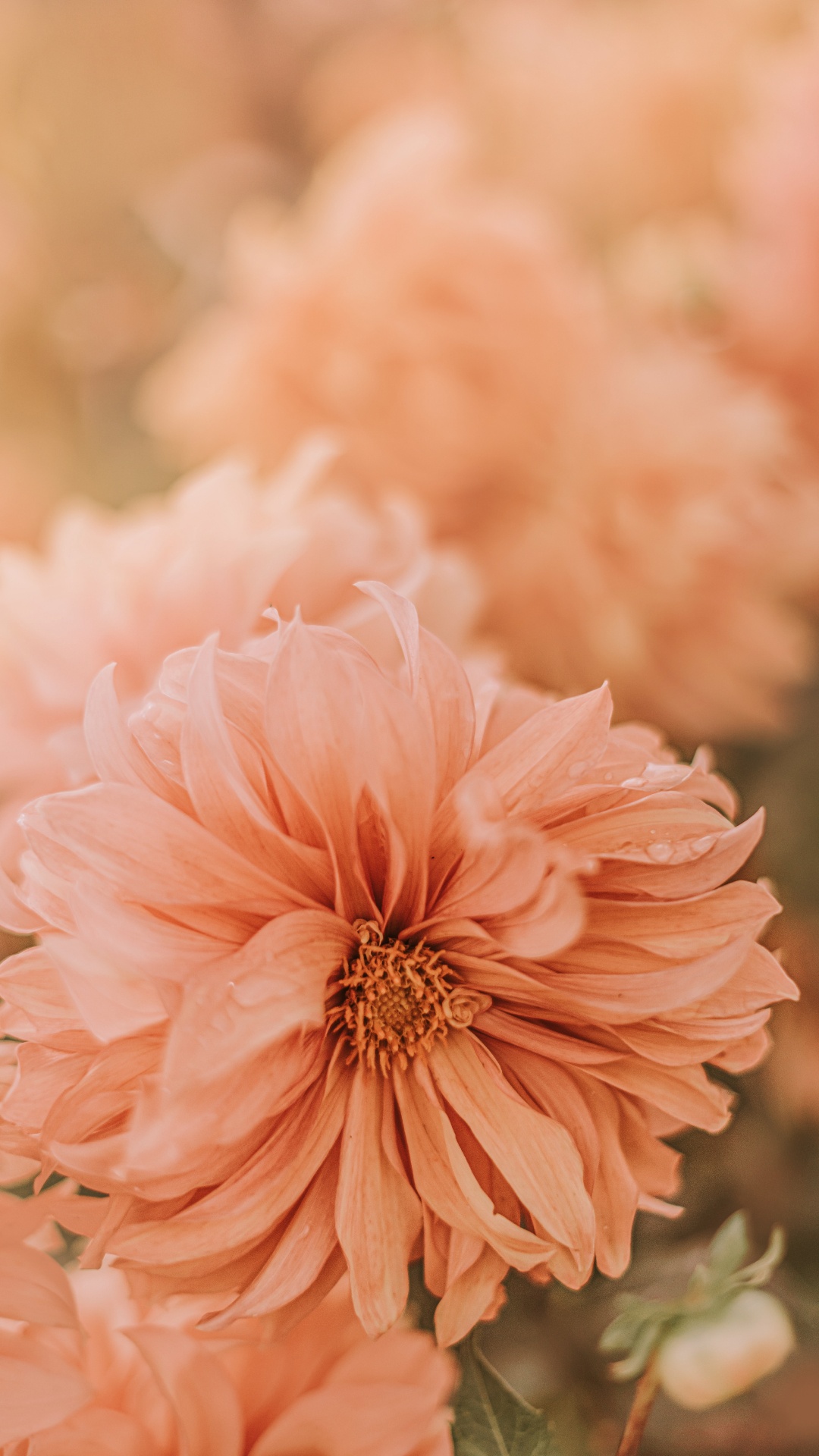 Pink Flower in Tilt Shift Lens. Wallpaper in 1080x1920 Resolution