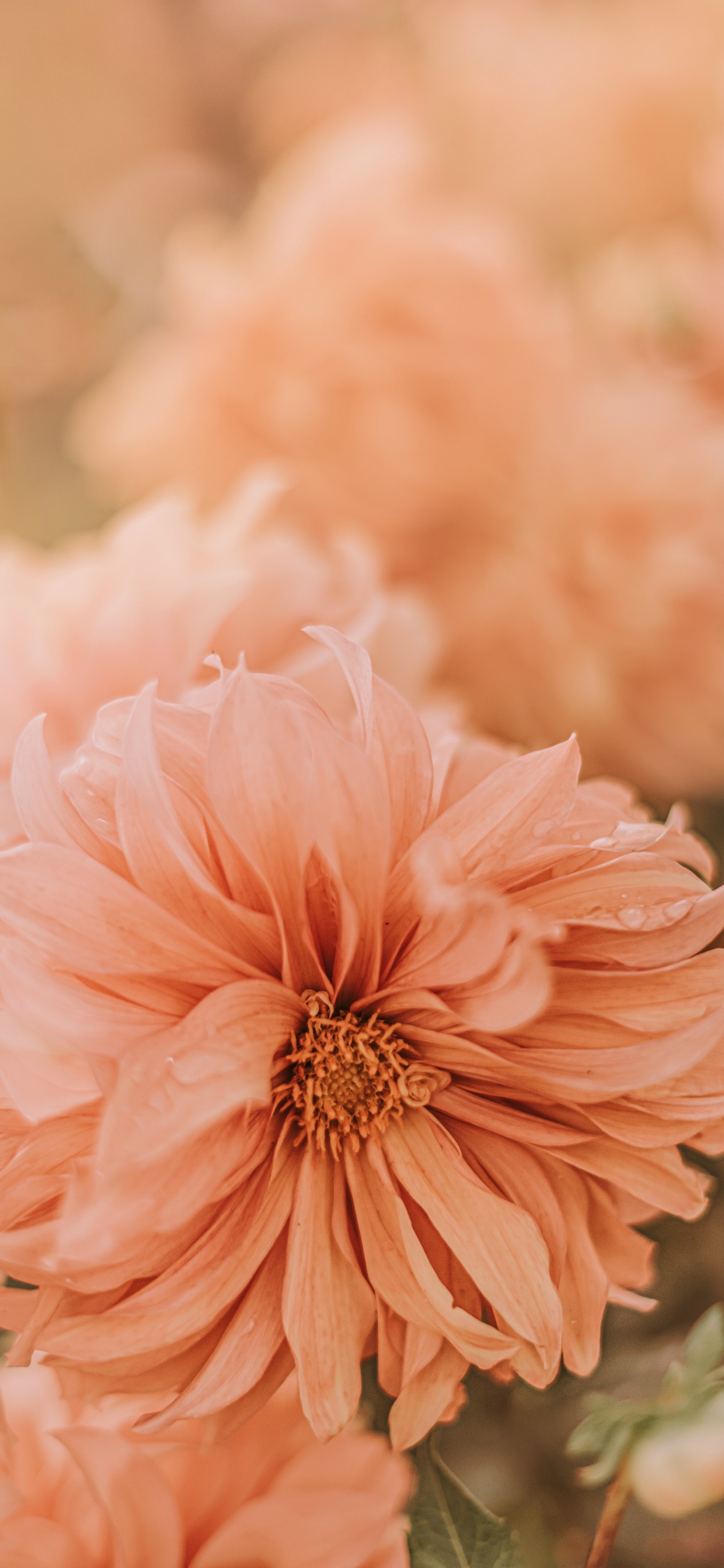 Pink Flower in Tilt Shift Lens. Wallpaper in 1125x2436 Resolution