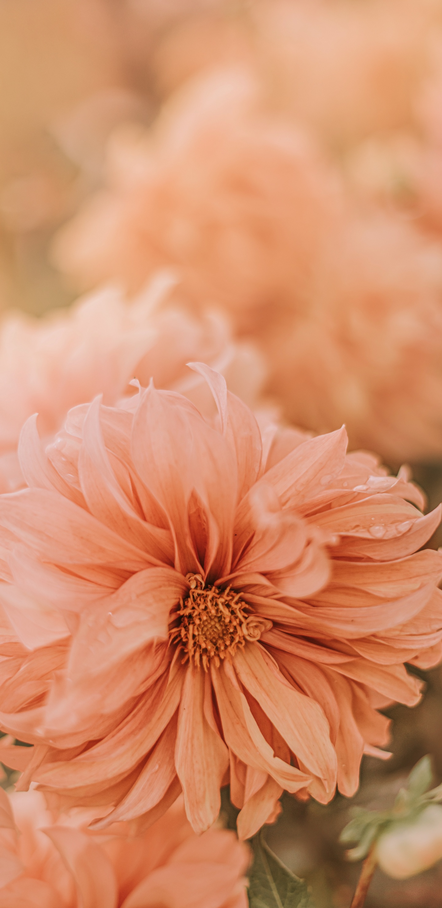 Pink Flower in Tilt Shift Lens. Wallpaper in 1440x2960 Resolution