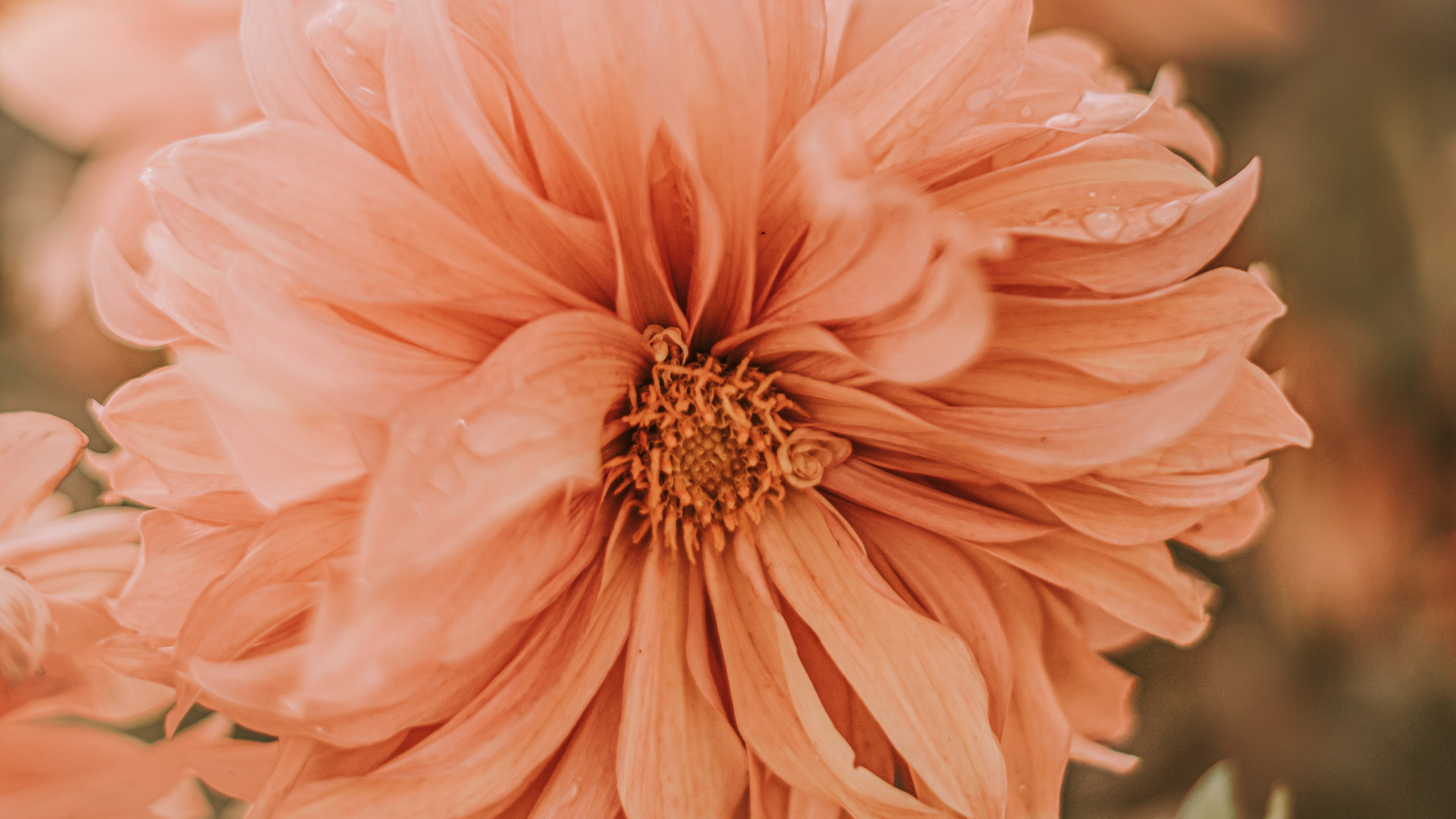 Pink Flower in Tilt Shift Lens. Wallpaper in 2560x1440 Resolution