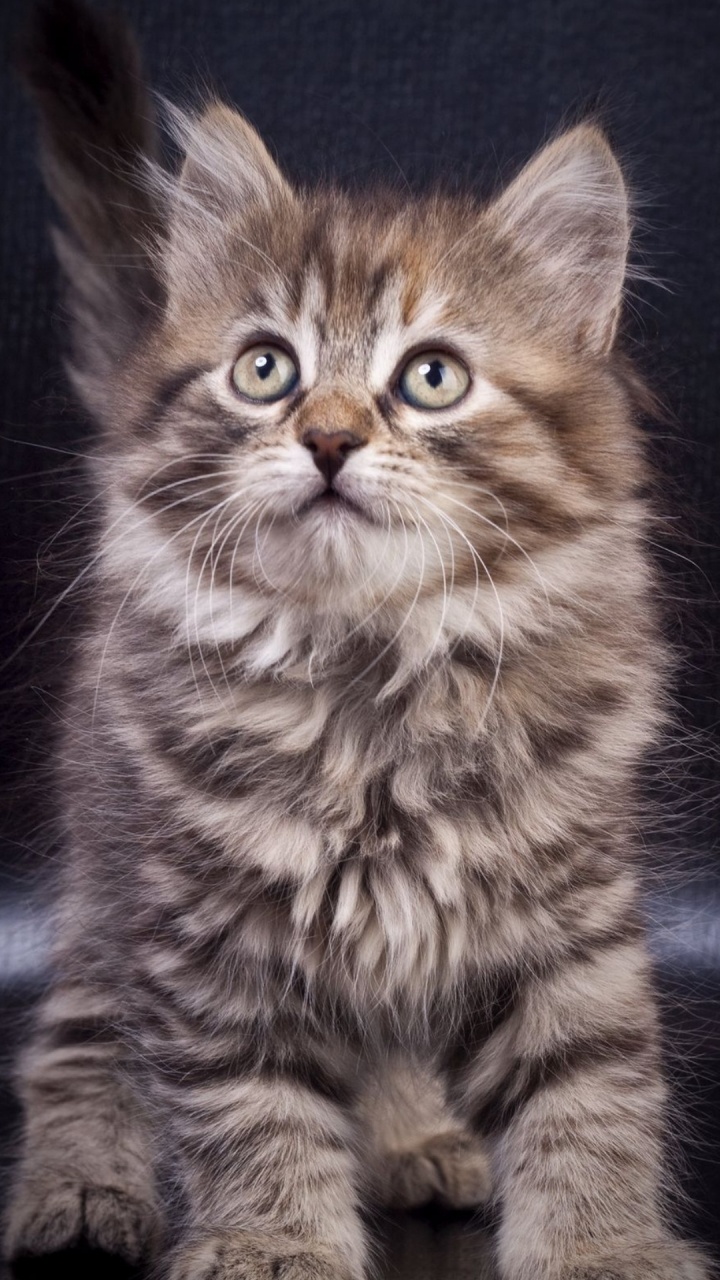 Whiskers, Kitten, Norwegian Forest Cat, Maine Coon, Siberian Cat. Wallpaper in 720x1280 Resolution