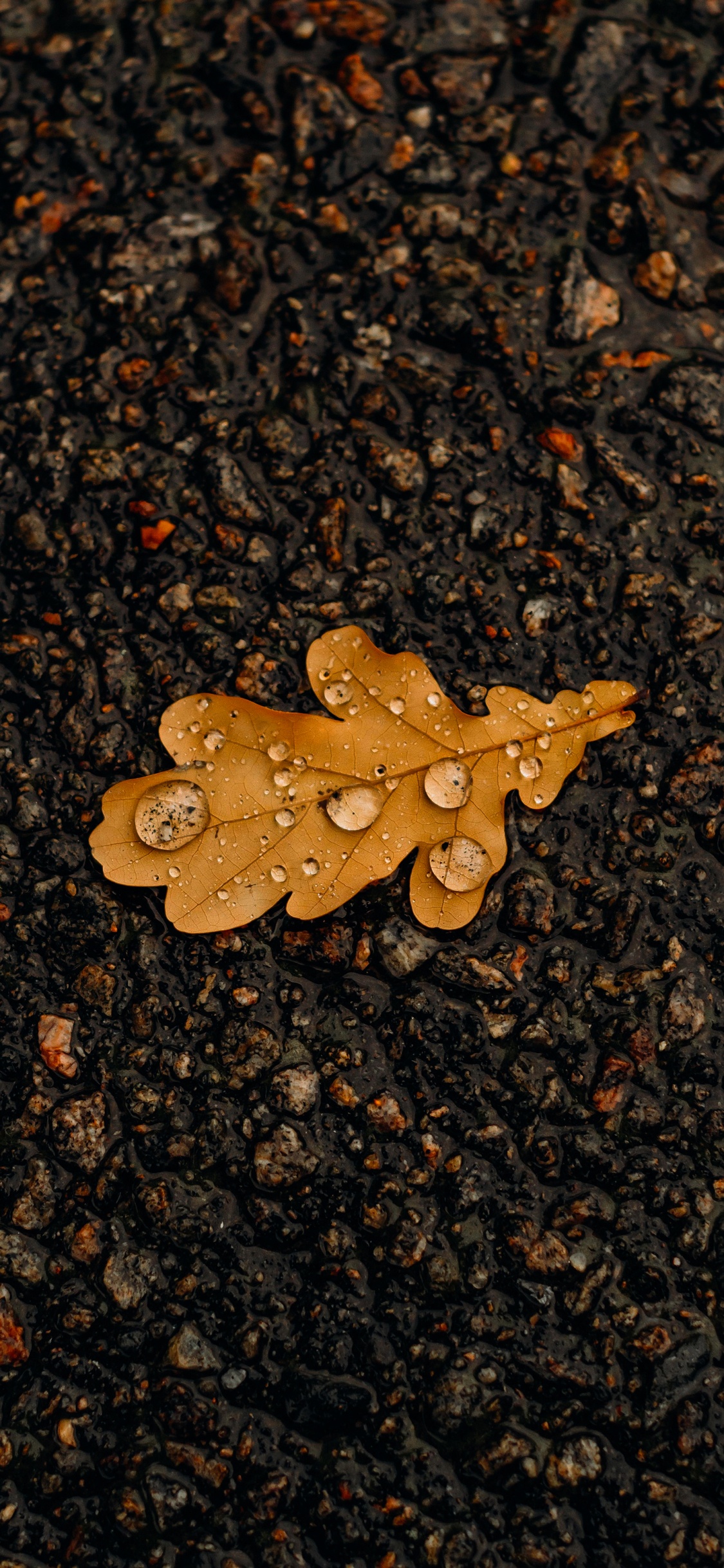 Blatt, Asphalt, Fahrbahn, Holz, Gras. Wallpaper in 1125x2436 Resolution