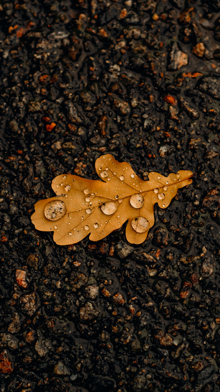 Blatt, Asphalt, Fahrbahn, Holz, Gras. Wallpaper in 750x1334 Resolution