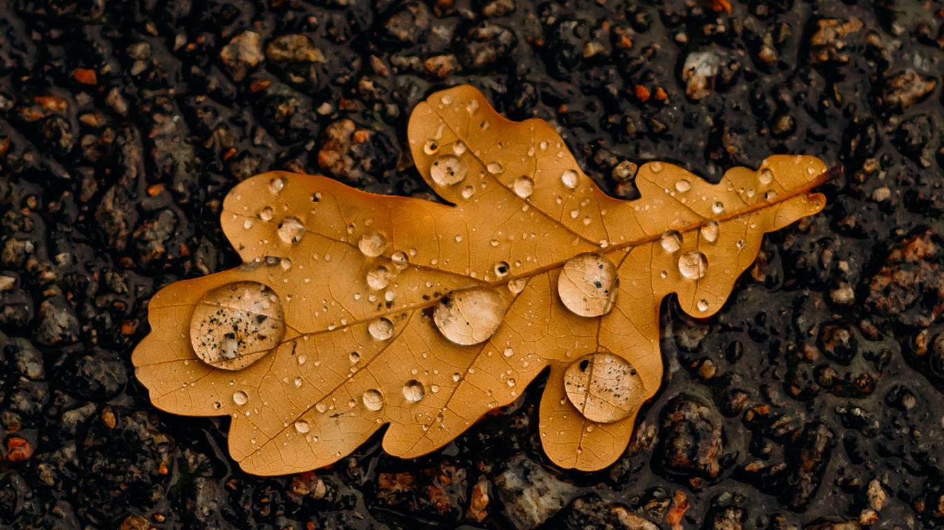 Leaf, Asphalt, Road Surface, Wood, Plant. Wallpaper in 1366x768 Resolution