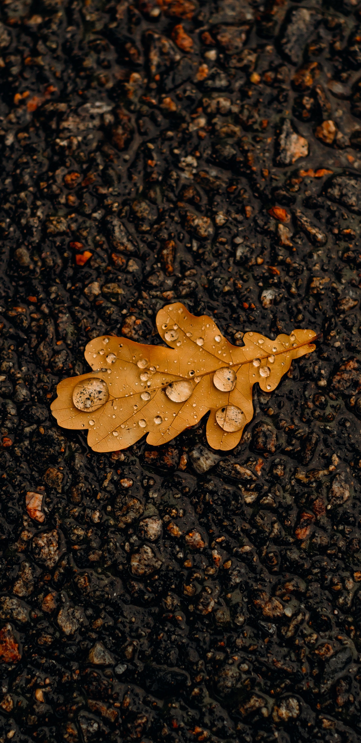 Leaf, Asphalt, Road Surface, Wood, Plant. Wallpaper in 1440x2960 Resolution