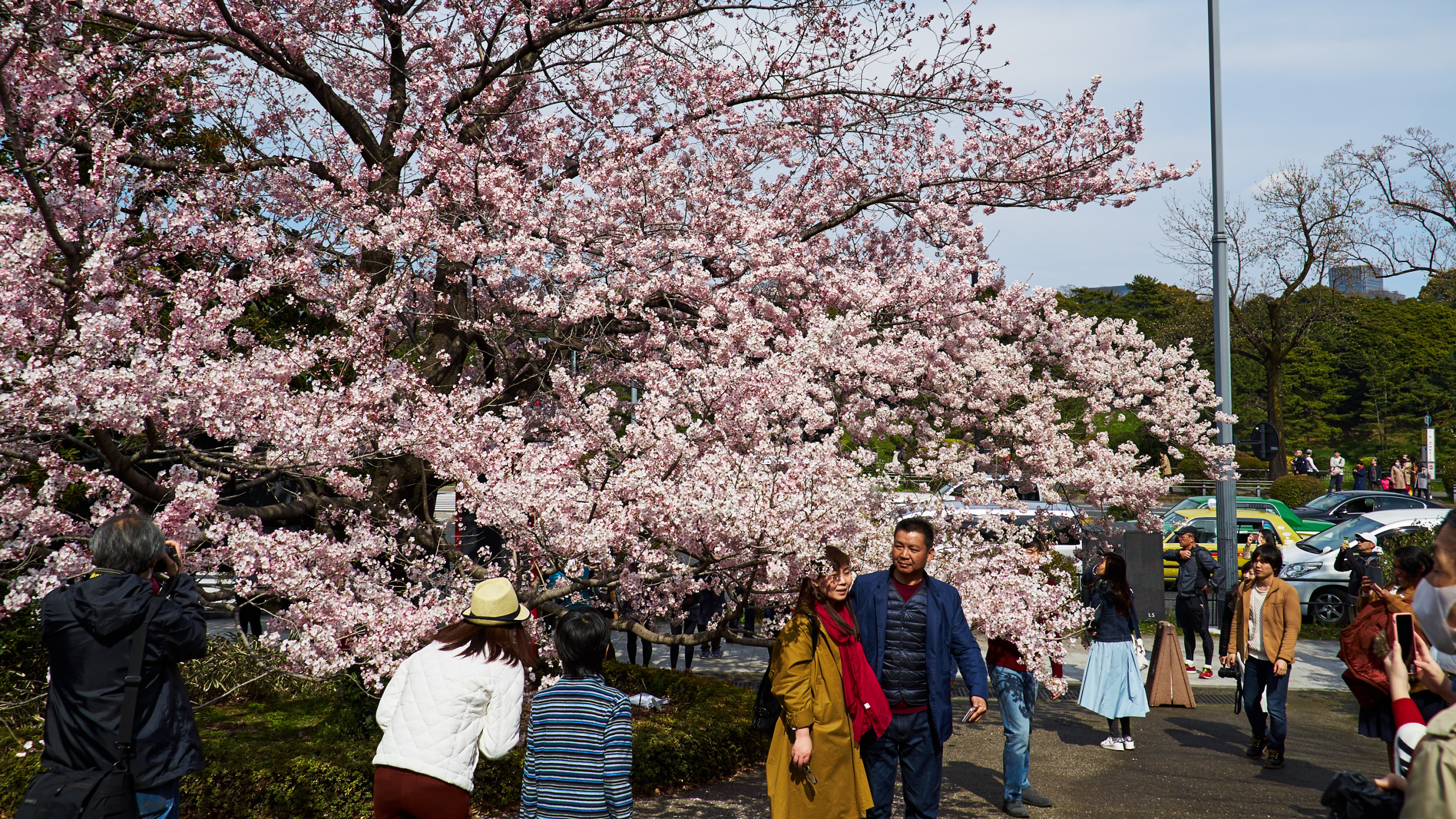 Personnes Marchant Sur le Parc Pendant la Journée. Wallpaper in 2560x1440 Resolution