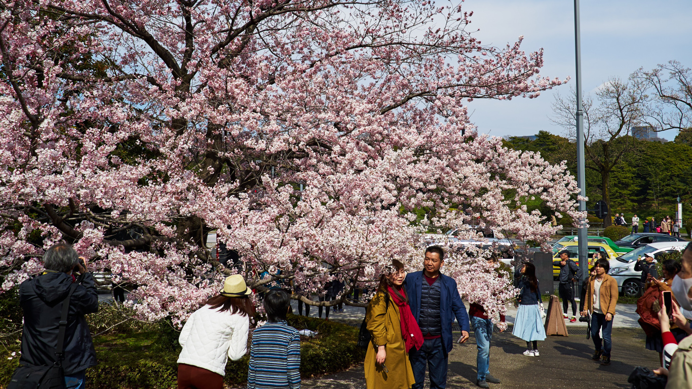 樱花, 开花, 弹簧, 木本植物, 休闲 壁纸 1366x768 允许