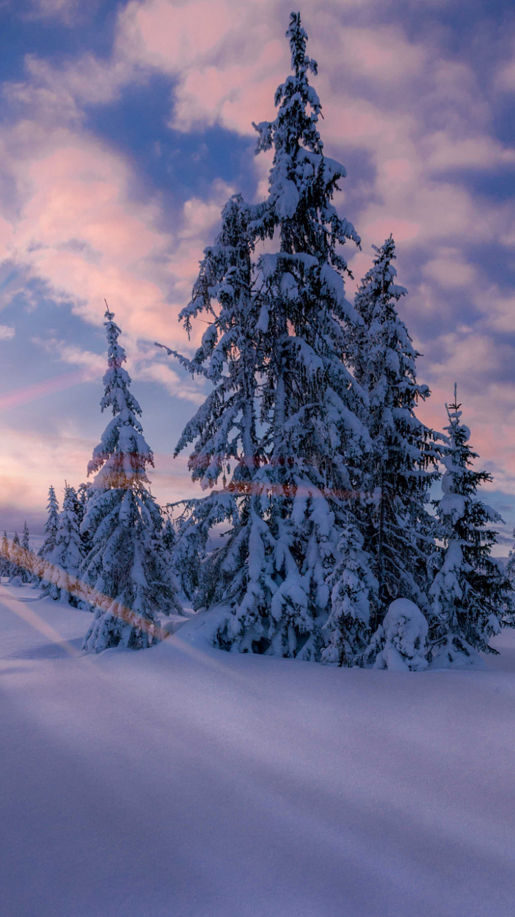 Kiefern, Die Tagsüber Mit Schnee Bedeckt Sind. Wallpaper in 750x1334 Resolution