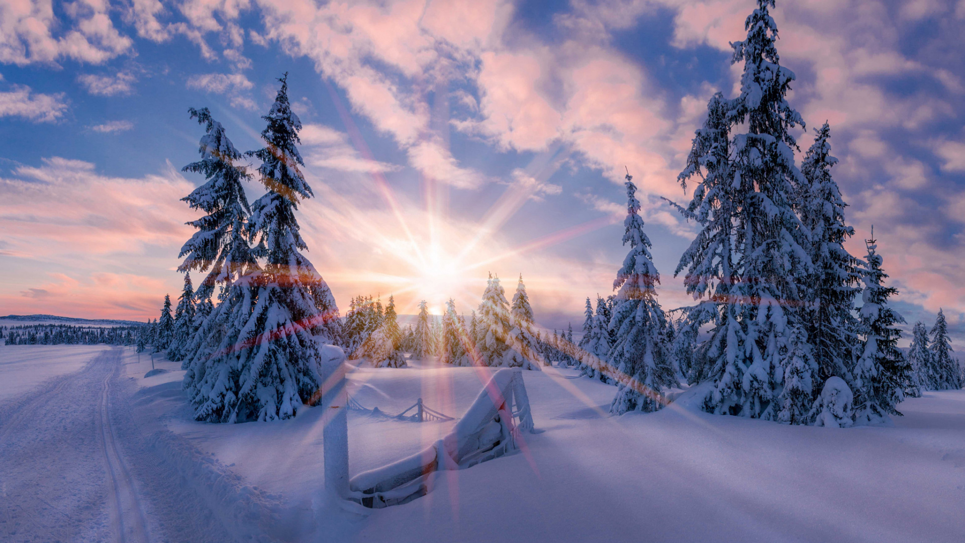 Pine Trees Covered With Snow During Daytime. Wallpaper in 1920x1080 Resolution