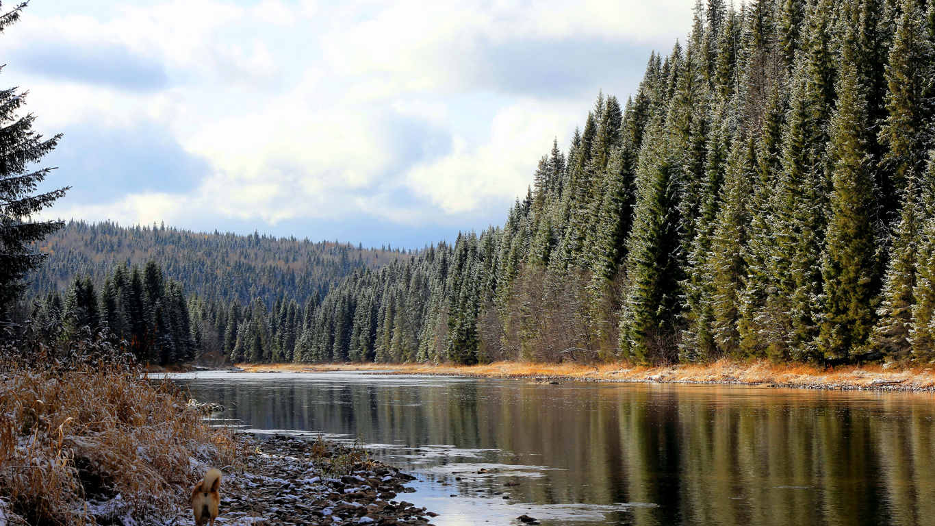 森林, 性质, 荒野, 反射, 自然保护区 壁纸 1366x768 允许