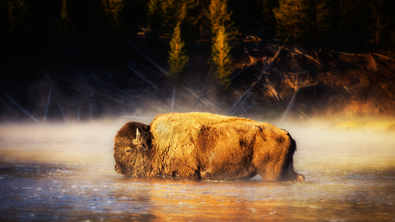 Bisonte Marrón en el Cuerpo de Agua Durante el Día. Wallpaper in 1280x720 Resolution