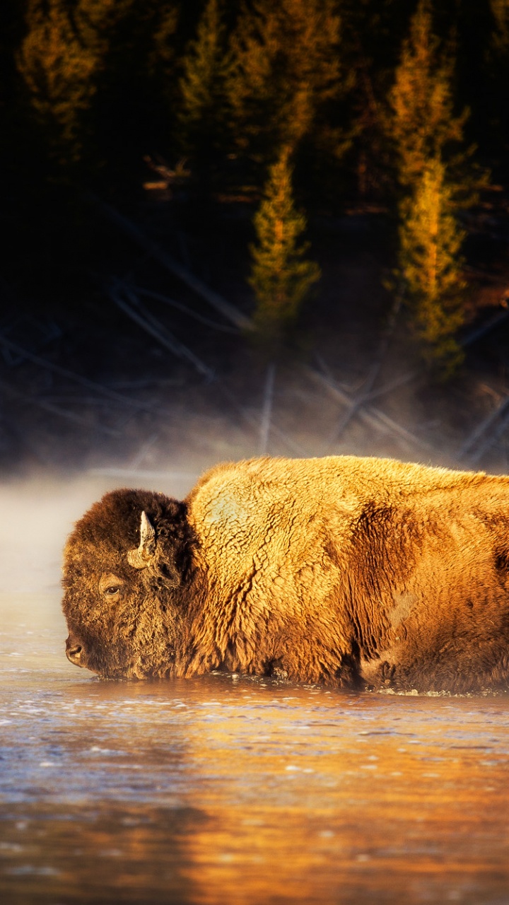Brown Bison on Body of Water During Daytime. Wallpaper in 720x1280 Resolution