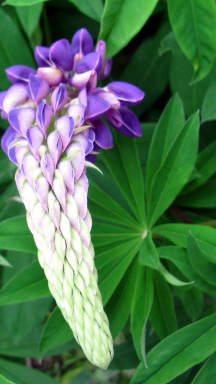 Purple Flower With Green Leaves. Wallpaper in 720x1280 Resolution
