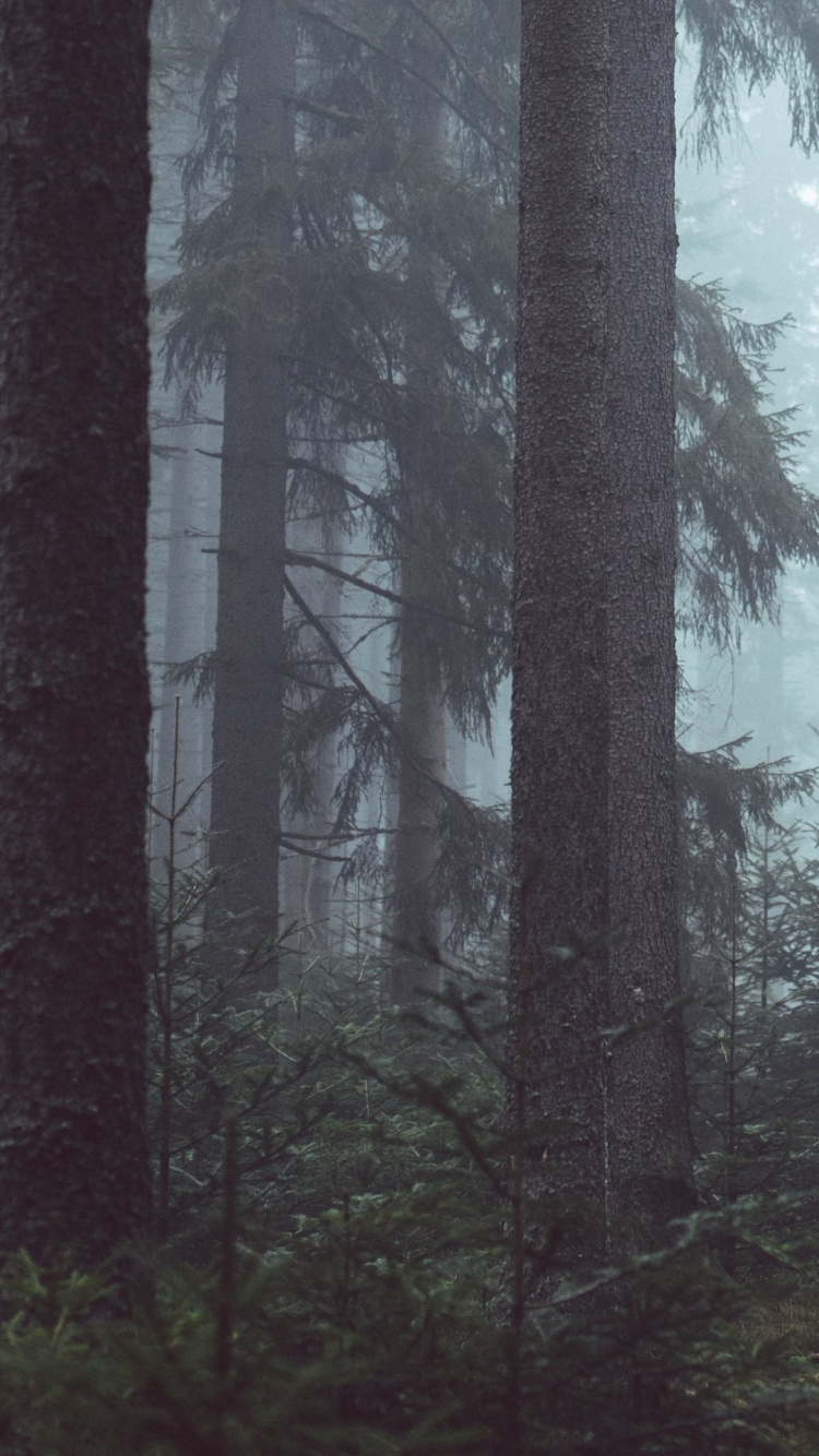 森林, 林地, 雾, 温带针叶林, 雾林 壁纸 750x1334 允许