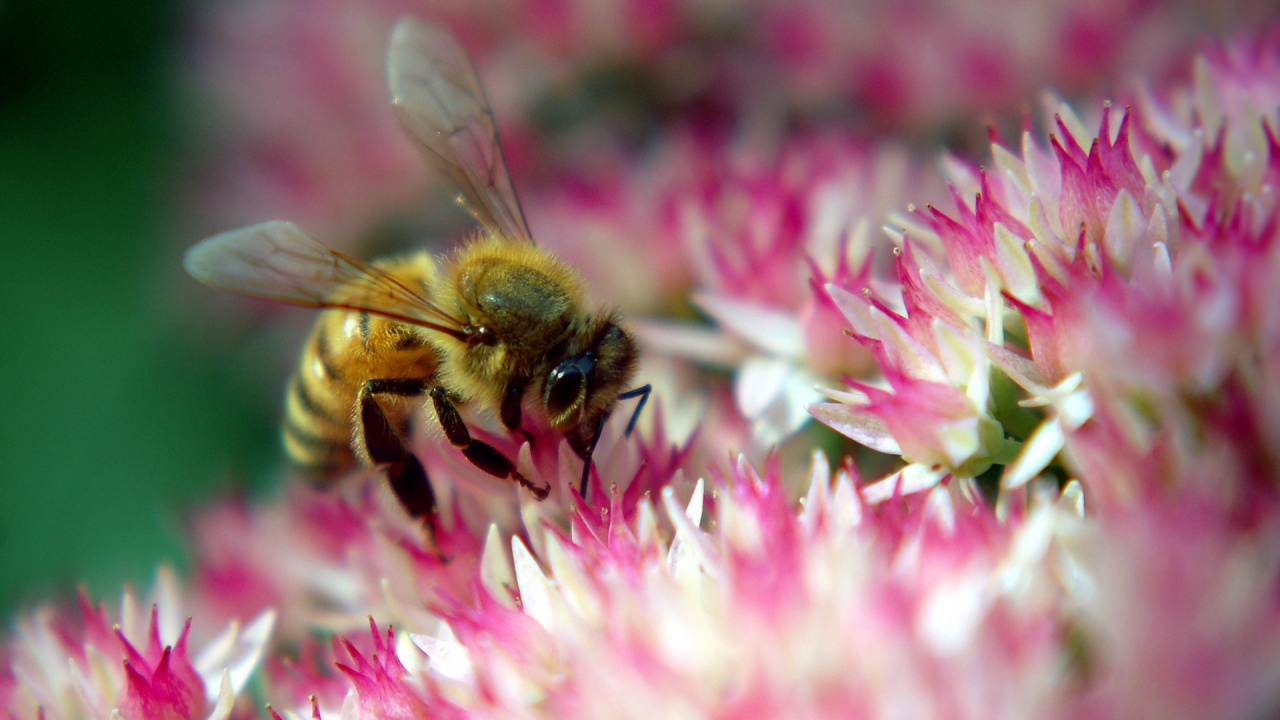 Black and Yellow Bee on Pink Flower. Wallpaper in 1280x720 Resolution