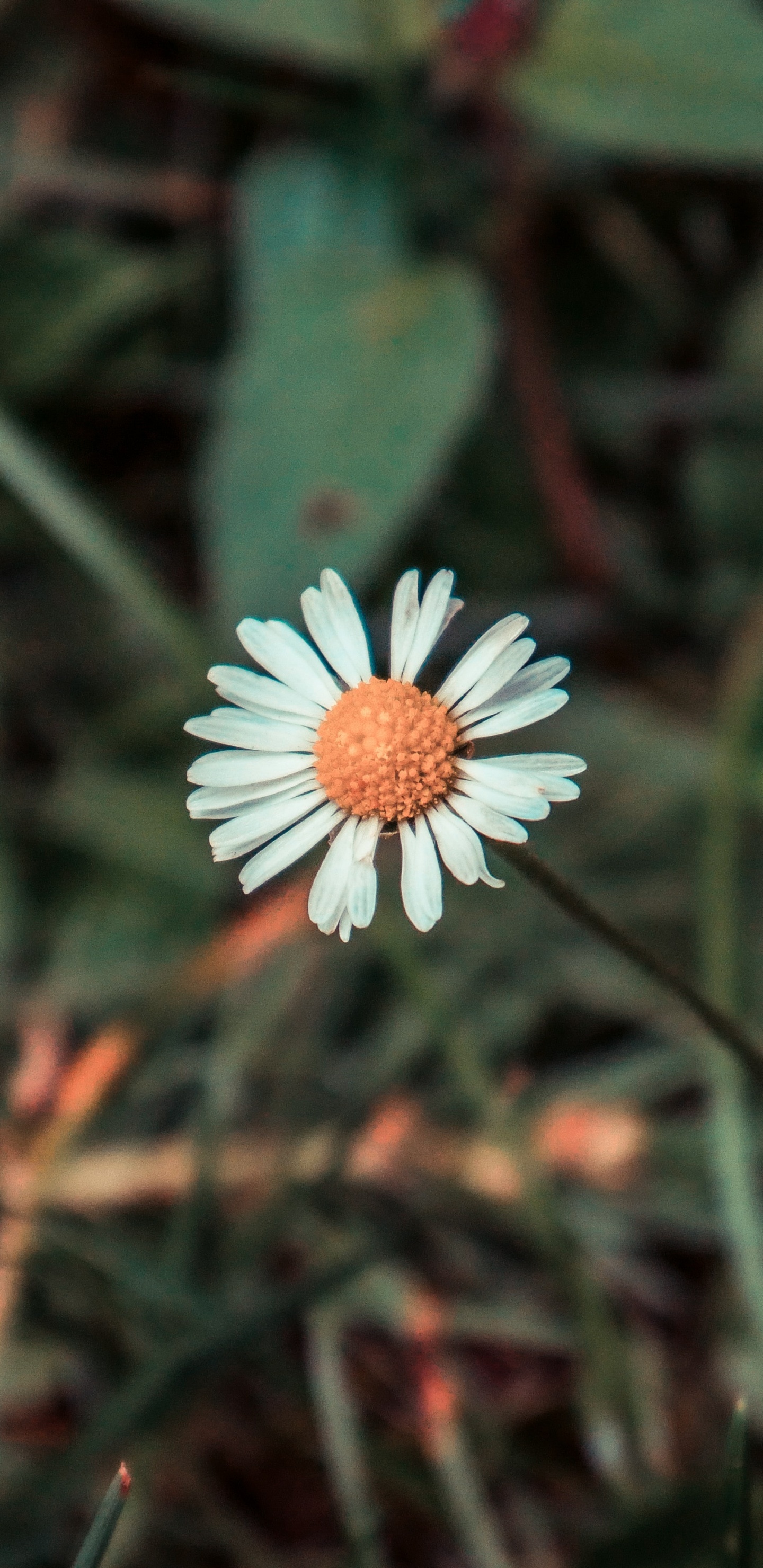 Flor Blanca Con Hojas Verdes. Wallpaper in 1440x2960 Resolution
