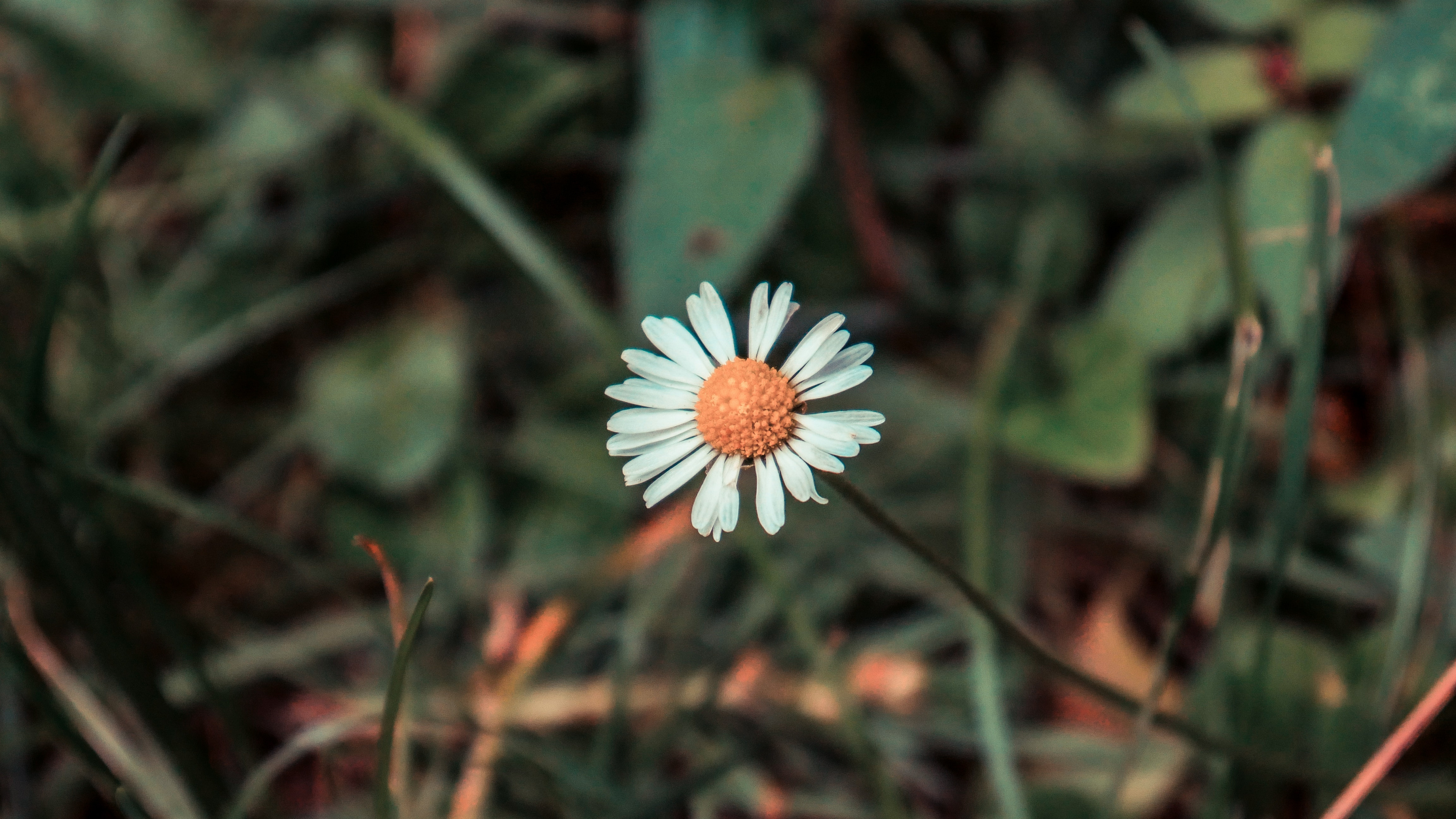 Flor Blanca Con Hojas Verdes. Wallpaper in 3840x2160 Resolution