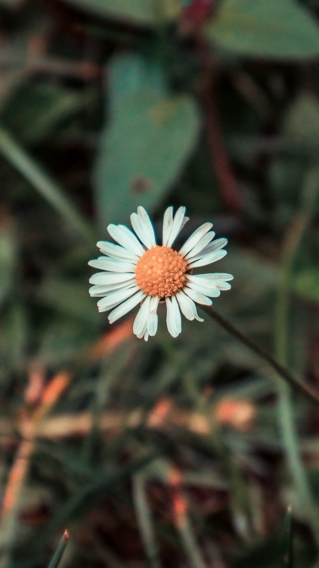 White Flower With Green Leaves. Wallpaper in 1080x1920 Resolution