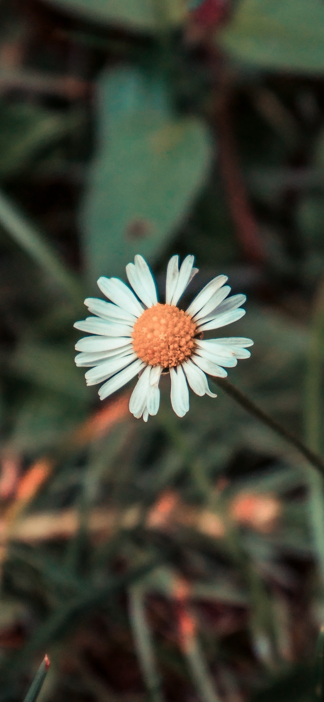 White Flower With Green Leaves. Wallpaper in 1125x2436 Resolution