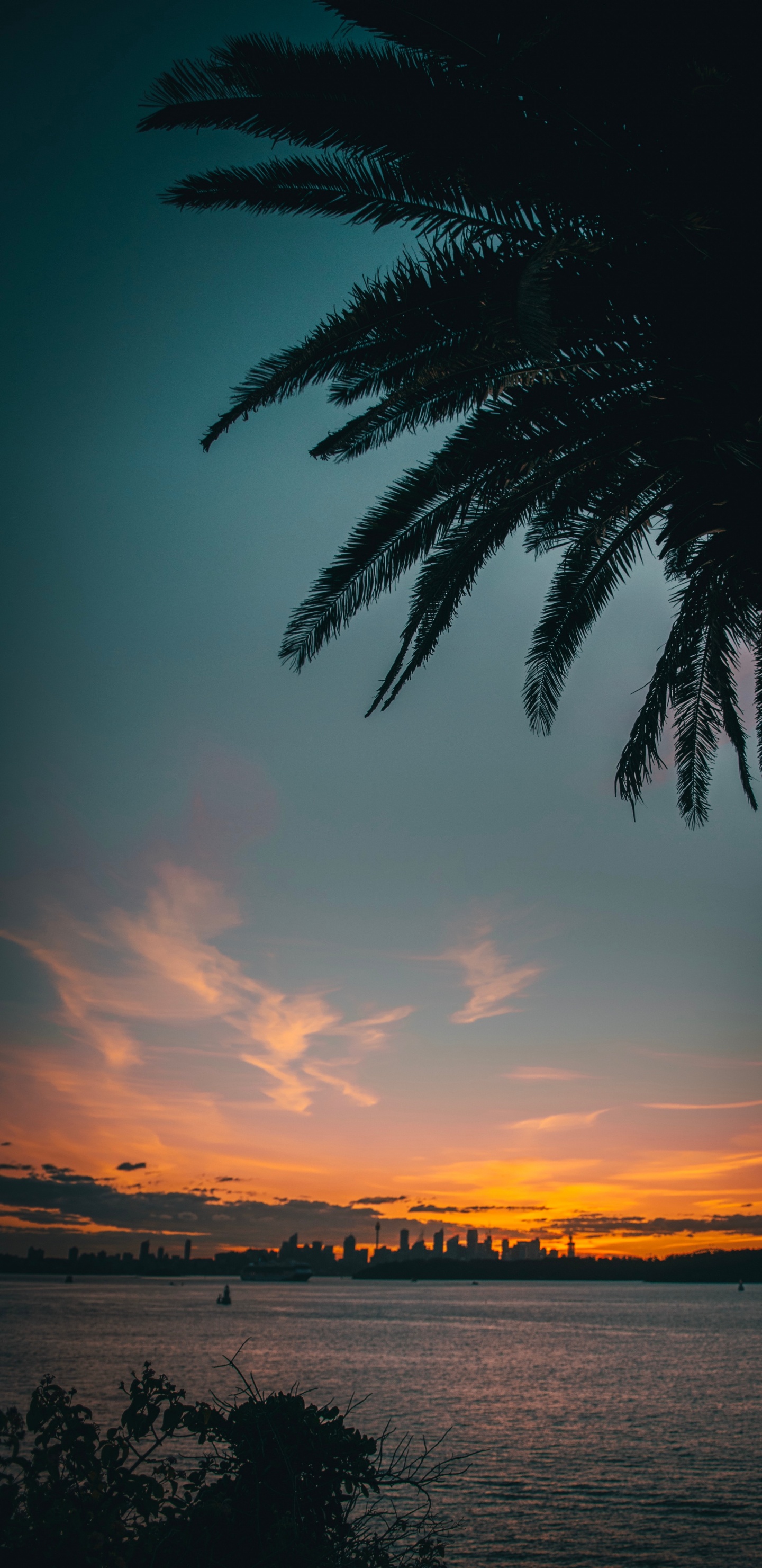 Silhouette Der Palme Bei Sonnenuntergang. Wallpaper in 1440x2960 Resolution