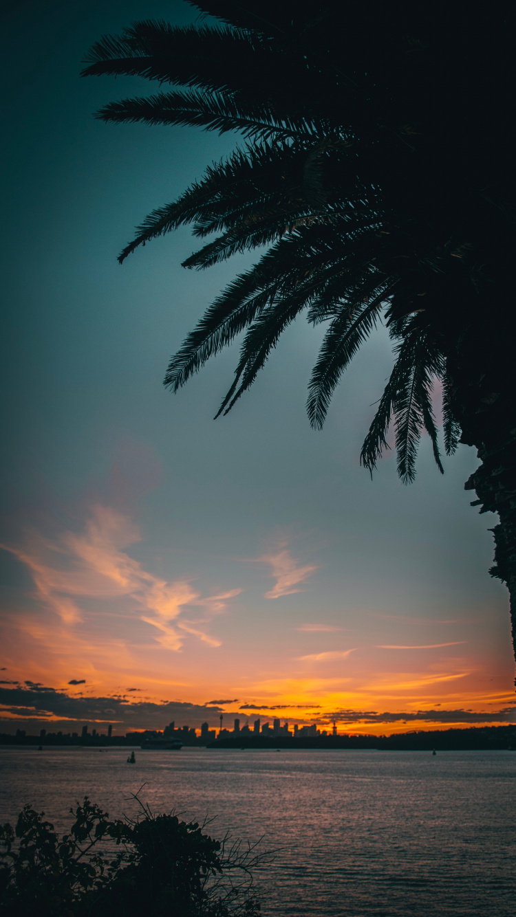 Silhouette Der Palme Bei Sonnenuntergang. Wallpaper in 750x1334 Resolution