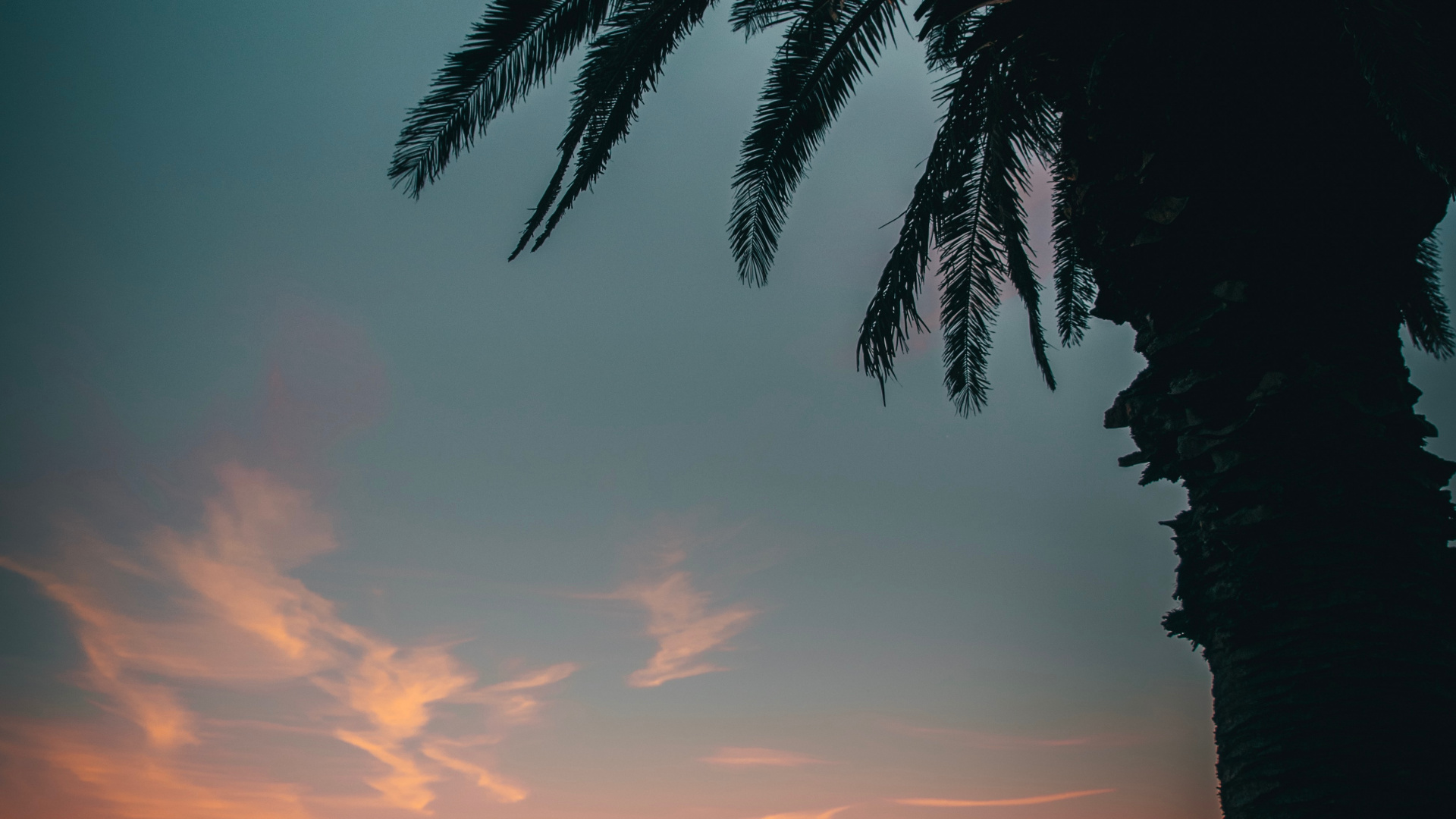 Silhouette of Palm Tree During Sunset. Wallpaper in 1920x1080 Resolution