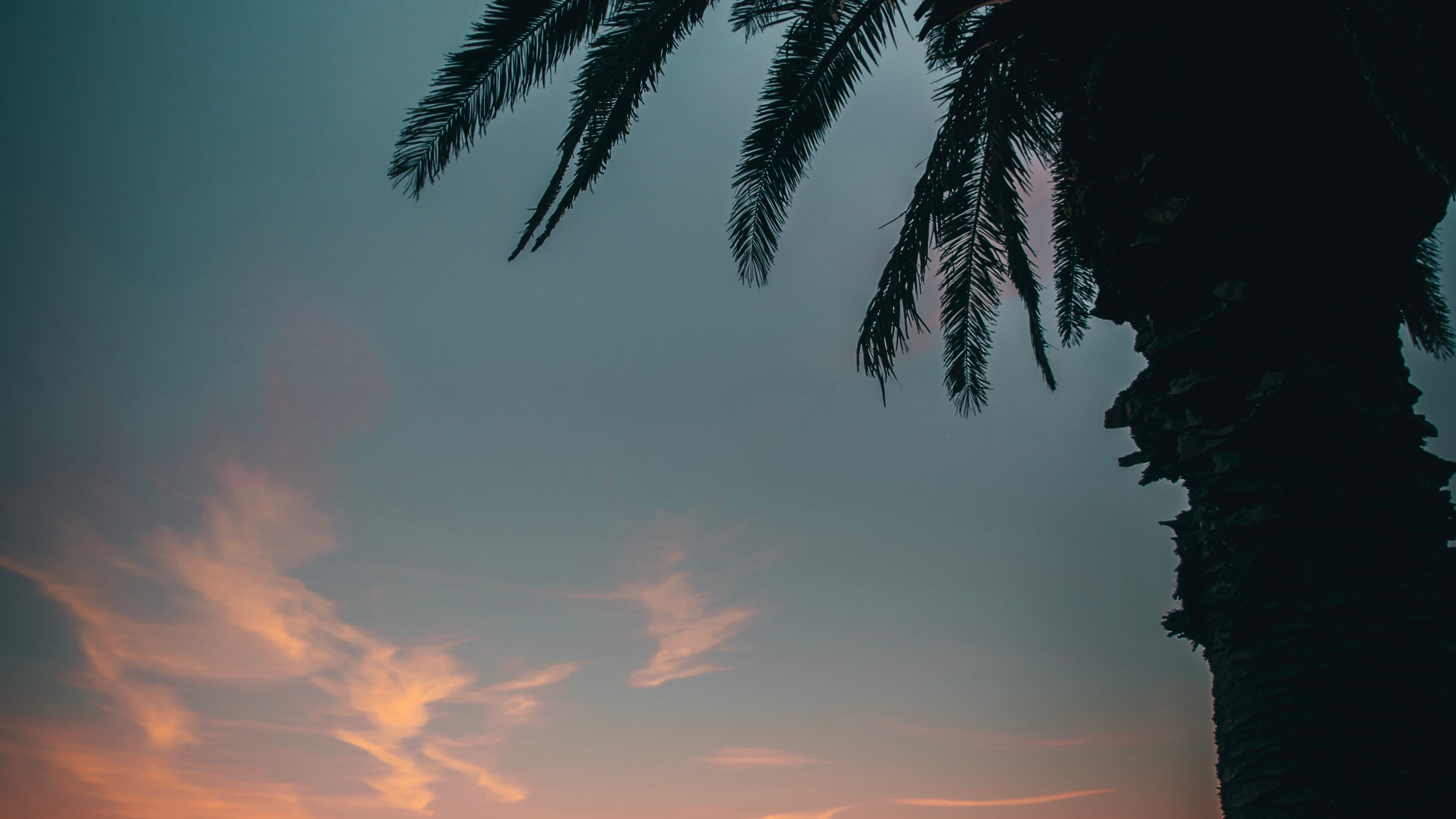 Silhouette of Palm Tree During Sunset. Wallpaper in 3840x2160 Resolution