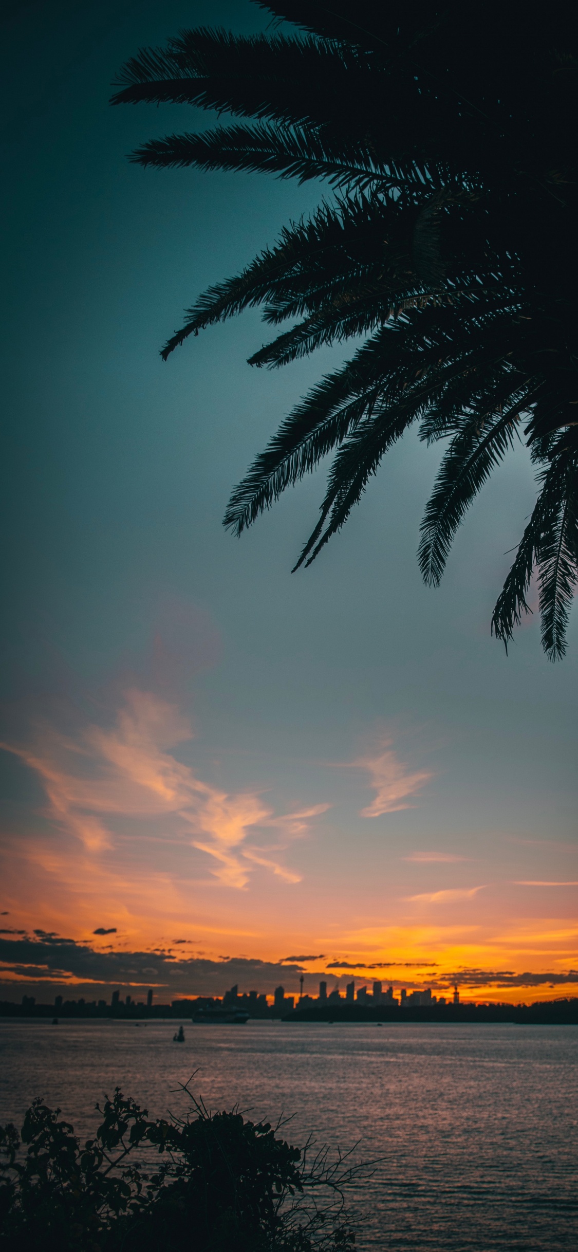 Silueta de Palmera Durante la Puesta de Sol. Wallpaper in 1125x2436 Resolution