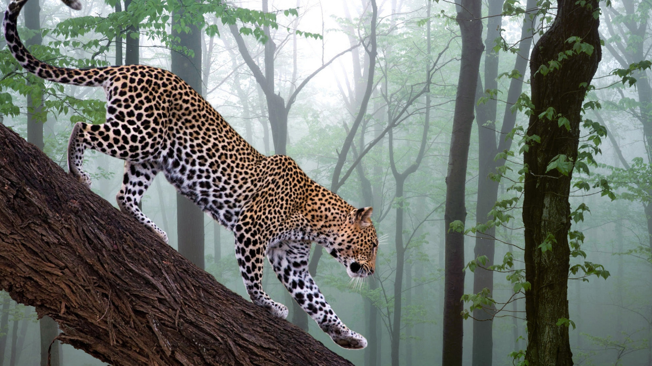 Leopard on Brown Tree Trunk During Daytime. Wallpaper in 1280x720 Resolution