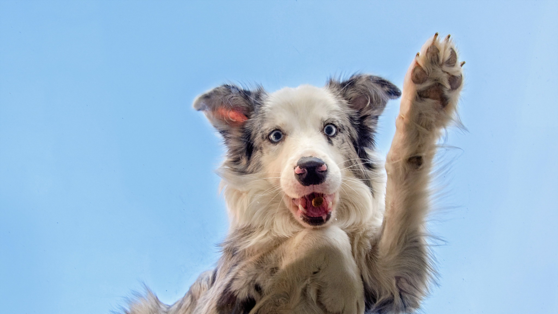 White and Black Border Collie Puppy. Wallpaper in 1920x1080 Resolution